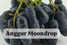 Ini Rasa Buah Anggur yang Manis dan Menyegarkan