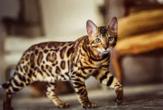 Ras Kucing yang Memilik  Keunikan  