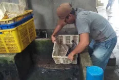 Dua Minggu Terakhir, Permintaan Ikan Lele Meningkat 
