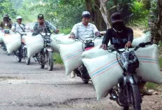 Kok Bisa? Petani OKI Lebih Enak Jual ke Lampung, Sulit Penuhi Syarat Bulog