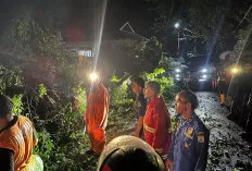 Pohon Tumbang di Sekayu Dievakuasi Saat Hujan Deras