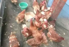 Jelang Hari Raya Idulfitri, Penjual Ayam Merah  Raup Untung
