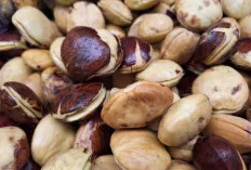 Inilah 7 Alasan Mengapa Jengkol Layak Dimakan