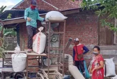 Petani Bisa Hemat Biaya, Berkat Adanya Penggilingan Padi Portabel 