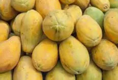 Buah Carica Asli Wonosobo, Ternyata Kaya Manfaat!