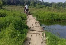 Petani Minta Bangunkan Jembatan Secara Permanen Menuju Persawahan