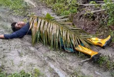 Petani Sawit Ini Meninggal Dunia, Saat Panen Buah Sawit, Diduga Disambar Petir
