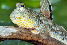 Mengenal Ikan Tembakul, Si Ikan Lincah Penjaga Ekosistem Bakau
