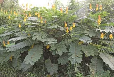 Mengenal Daun Ketepeng, Obat Tradisional dengan Segudang Manfaat