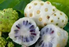 Kekayaan Khasiat Mengkudu (Morinda citrifolia) bagi Kesehatan