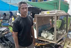 Begini Caranya Menjaga Kelembaban Kandang Kelinci