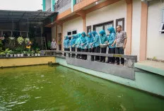 Dorong Ketahanan Pangan Desa, Ketua TP PKK Muba Tinjau Panen Padi Organik dan Budidaya Nila