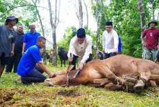 Bupati Muba Tinjau Kurban di Sungai Angit, Sekda Syafaruddin Shalat Ied Bersama Warga Lumpatan