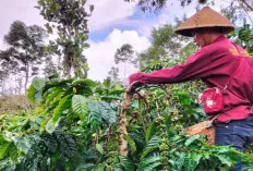Ujung Tahun 2024, Harga Kopi Segini, Petani Sedih