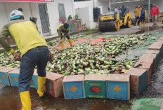 Gilas Ribuan Jamu Kuat Tanpa Izin Edar