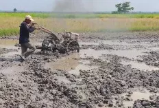  Petani Pematang Bangsal Dukung Program IP 200, Keluhkan Alsintan dan Irigasi