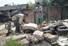 Petani Karet di Sanga Desa Keluhkan Produksi Getah Alami Penurunan, Ini Penyebabnya? 