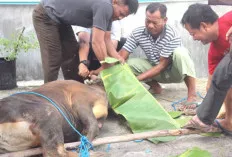 Menyembelih Ego, Menebar Kebaikan: Makna Mendalam Kurban di Era Modern