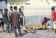 Menyibak Hikmah di Balik Ibadah Kurban: Pengorbanan, Keikhlasan, dan Kepedulian