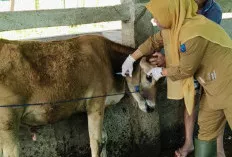  Jelang Idul Adha, Disbunnak OKI Imbau Warga Pilih Hewan Kurban yang Sehat