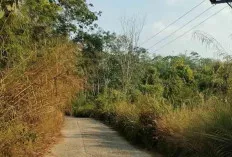 Jarak Pandang Pengendara Terhalang oleh Rumput Ilalang, Perlu Dilakukan Tebas Bayang 