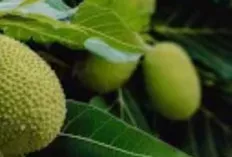 Keajaiban Buah Sukun: Lebih dari Sekadar Pengenyang Perut