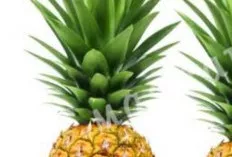 Potensi Kesehatan Tersembunyi dalam Segarnya Nanas: Lebih dari Sekadar Buah Tropis