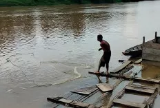 Hasil Tangkapan Ikan di Sungai Musi Menurun Akibat Pasang Surut Tak Menentu