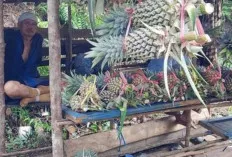 Murah Meriah, Pedagang Nanas Diserbu Pembeli 