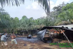 Tim Gabungan Terus Berikan Imbauan, Ini Jumlah Tempat Masakan Minyak di Keluang telah Dibongkar Sendiri