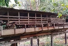 Hari Raya Idul Adha, Penjualan Hewan Qurban Masih Sepi 