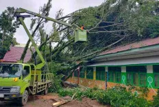 Gerak Cepat Lakukan Evakuasi Pohon Tumbang 