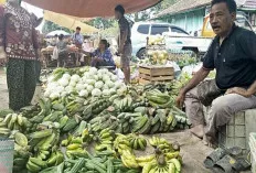 Pasokan Normal Harga Pisang Stabil 