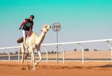 Debut Manis, Ikhwanuddin Tembus 10 Besar Balap Unta ISG 2025