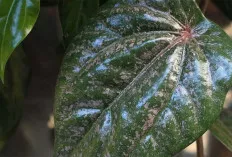 Khasiat Menakjubkan Daun Sirih: Manfaat bagi Kesehatan Tubuh