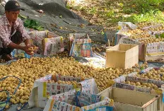 Cuaca Mendukung, Panen Buah Duku Melimpah Ruah, Segini Harganya