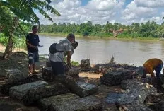 Kadar Air Tinggi, Harga Karet Turun