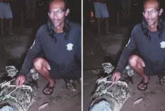 Warga Tangkap Buaya Ukuran Empat Meter, Sempat Buat Gempar 