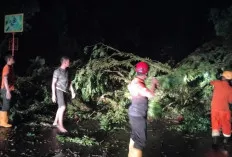 Pj Bupati Sandi Fahlepi, Turun ke Lokasi Tinjau Pohon Tumbang