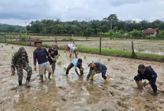 Inovasi Baru, Petani 3 Desa Nantal Lahat Tanam Padi Pakai Benih SR Genjah   