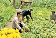 Manfaatkan Lahan Kosong di Desa Talang Sari Tanam Timun Suri 