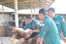 Cegah Serangan Penyakit Mulut dan Kuku, Dinas Pertanian Prabumulih Lakukan Sosialisasi Jaga Kebersihan 