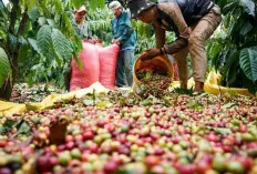 Wow! Harga Kopi Melejit Mencapai 70 Ribu Per Kg di Sumsel
