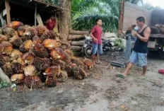 Meski Banjir Melanda, Petani Sawit di Sanga Desa Tetap Tersenyum, Ini Penyebabnya