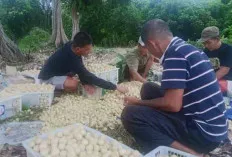 Musim Buah Duku, Pemilik Kebun Jual dengan Sistem Borongan