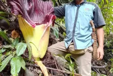 Warga Desa Tanjung Bulan OKU Selatan Dikagetkan dengan Adanya Bunga Raflesia