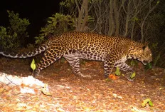 Mengenal 8 Hewan Endemik Indonesia yang Telah Menghilang dari Alam Liar