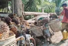 Pasca Lebaran Idul Fitri 1445 H Petani Sawit di Sanga Desa Merana, Harga TBS Belum Membaik 