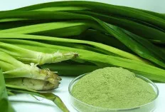 Aroma Harum Bukan Hanya Sekadar Wangi: Daun Pandan Berpotensi Jadi Garda Terdepan Cegah Hipertensi!