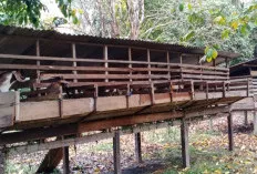  Permintaan Meningkat, Kambing dan Sapi Kurban Laris di Sanga Desa